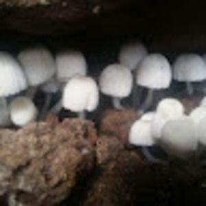 Meet your Posher, Melvin